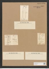 Cymatopleura regula (Ehr.) Ralfs. (de-Toni-Nr.: Genus 54, Species 2413) Zeichnungen Sammlung Grunow Nr. 4863 (NHMW-BOT-W0373043)
